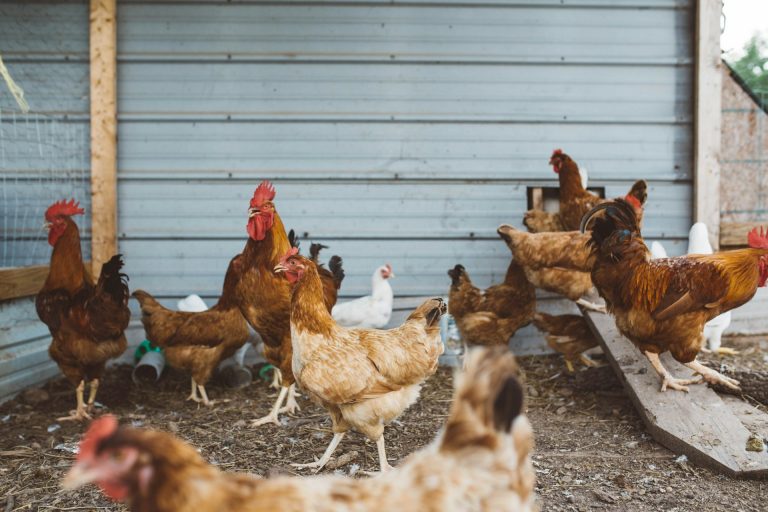L’USDA vise à aider les petits agriculteurs en interdisant les déductions de salaire des entreprises avicoles
